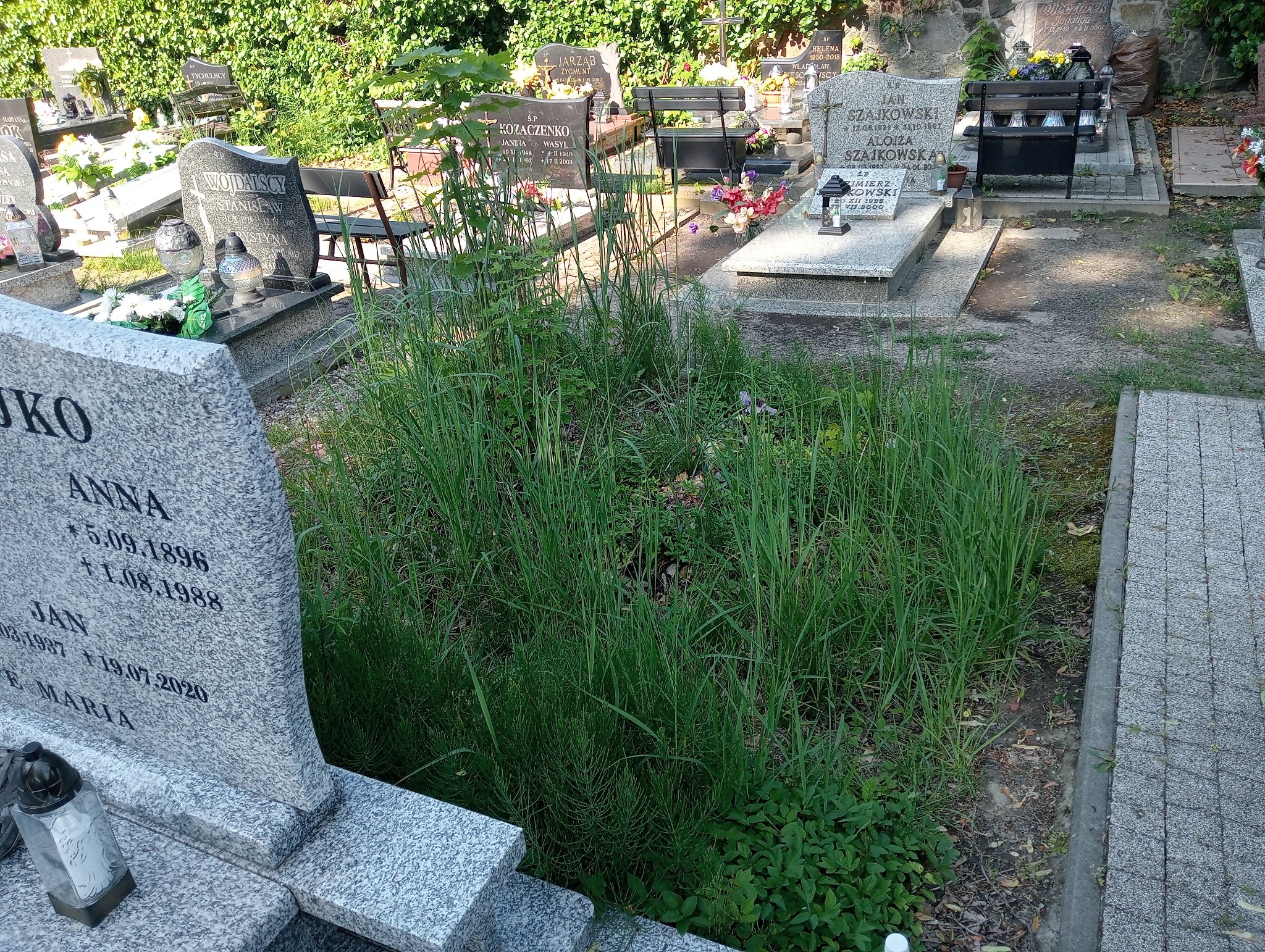 Grób Stanisława Stachowska